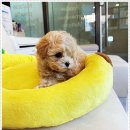 퍼피로그 강아지분양 진주점 | 창원에서 만난 믿을 수 있는 말티즈와 푸들, 퍼피로그 강아지분양 창원점 이야기~