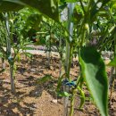 화도농장 이미지