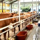 평창영월정선축협 임계생축장 이미지