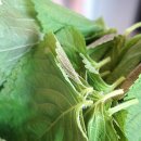 축령산깻잎