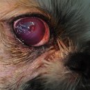 이윤권양한방동물병원 이미지