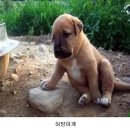 웃으면복이와요 이미지