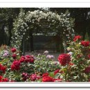 장미농원 이미지