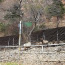 대산사슴농장 이미지