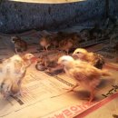 친환경 토종닭 농장 이미지