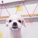 애견동화 이미지