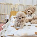 멍토피아 이미지