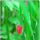 자라뫼마을 이미지