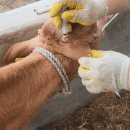 초우목장 이미지