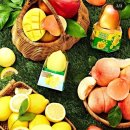 GS25 부산대푸르지오점 | gs 편의점 신상 프로즌 소르베 3종!! 망고 레몬 피치 내 돈 내산