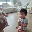 복똥이강아지 네이버블로그