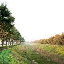 공단로가로수 이미지