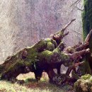 작은나무숲 이미지