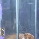 펫캐슬강아지고양이애견샵