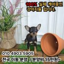 버디독 강아지분양 고양이분양 안심분양센터 광명점 이미지