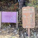 경주 산책로 걷기 좋은 건천 편백나무숲
