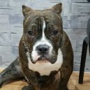 멍멍테라스 이미지