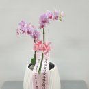 신월동186 이미지