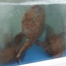 연암오토바이