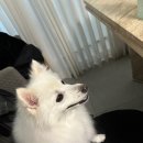 애견백화점 동탄점 이미지