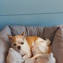 호텔스 컴도그 이미지