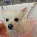 라미펫살롱 이미지