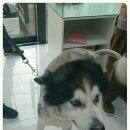 프리티 도그&캣 이미지