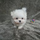 빛고을애견샵 이미지