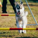 잠실동물병원 이미지