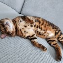 박복분 Daum카페