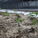 대박4농장 이미지