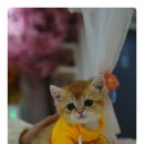 강남 고양이 분양 캣프렌즈 이미지