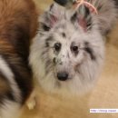 트윙클문 이미지