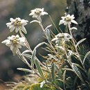 에델바이스 이미지