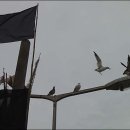 포구의 오후 이미지