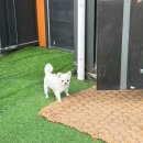 포레스트밸리 | 양주 애견펜션 대가족 추천 넓은 마당 있는 포레스트벨리 후기