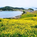 청산중학교 | 청산도 유채꽃 &amp; 슬로시티 완벽 여행 가이드 2026🌼