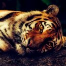 본앤머슬 이미지