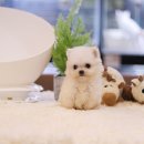 인천 강아지분양 고양이분양 미유펫 이미지