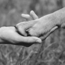 더블리스동물의료센터 이미지