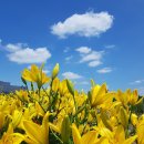 해드림행정사사무소 이미지