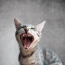 24시 강서 젠틀리동물의료센터 이미지