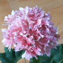 고산민박 이미지