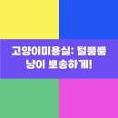 목욕하는 고양이 | 고양이미용실: 털뿜뿜 냥이 뽀송하게!