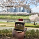 옥경목장 | 벚꽃 없는 태안 벚꽃 여행