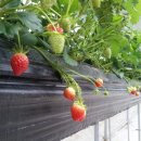 온석농장 이미지