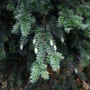 울릉푸른나무 이미지