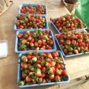 [12월 농산물 장터] 딸기총각의 딸기(설향)입니다... 이미지