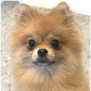 아이조아요양보호소 대구점 | 인천강아지입양 보호소에서 새로운 가족을 만났어요