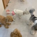 애견친구 | 인천애견호텔 요미와친구들, 출장 중 안심됐던 호텔링 후기